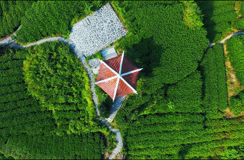 吉首市馬頸坳鎮(zhèn)隘口村是“湘西黃金茶第一村”，被譽(yù)為“全國茶旅融合十條精品線路”上的明珠。.gif