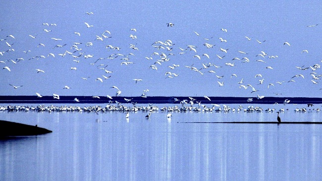 觀(guān)鳥(niǎo).jpg